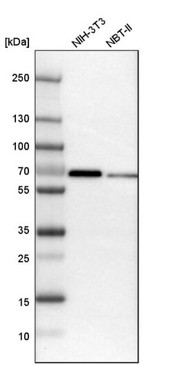 Invitrogen MEF2D Polyclonal Antibody 100 &mu;L | Buy Online | Invitrogen&trade; | Fisher Scientific