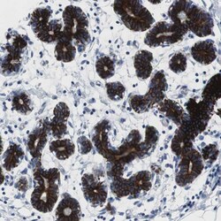 MST2 Polyclonal Antibody:Antibodies, Polyclonal