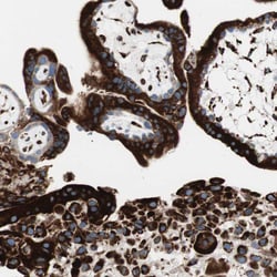 Invitrogen P4HTM Polyclonal Antibody 100 &mu;L; Unconjugated:Antibodies,
