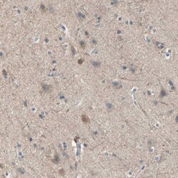 Invitrogen MPI Polyclonal Antibody 100 &mu;L; Unconjugated:Antibodies,