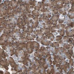Invitrogen MPI Polyclonal Antibody 100 &mu;L; Unconjugated:Antibodies,