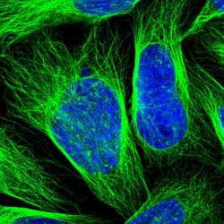 Invitrogen ZNF165 Polyclonal Antibody 100 &mu;L; Unconjugated:Antibodies,