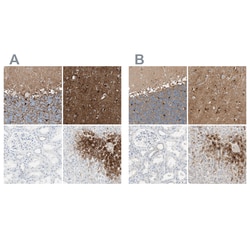 Invitrogen Glutamine Synthetase Polyclonal Antibody 100 &mu;L; Unconjugated:Antikörper
