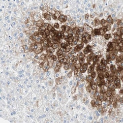 Invitrogen Glutamine Synthetase Polyclonal Antibody 100 &mu;L; Unconjugated:Antibodies,