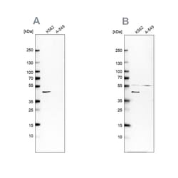 Invitrogen Glutamine Synthetase Polyclonal Antibody 100 &mu;L; Unconjugated:Antikörper