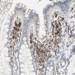 Invitrogen HPK1 Polyclonal Antibody 100 &mu;L; Unconjugated:Antibodies,