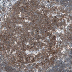 Invitrogen HPK1 Polyclonal Antibody 100 &mu;L; Unconjugated:Antibodies,