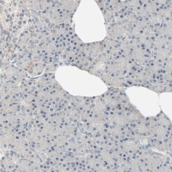 Invitrogen JMJD2A Polyclonal Antibody 100 &mu;L; Unconjugated:Antibodies,