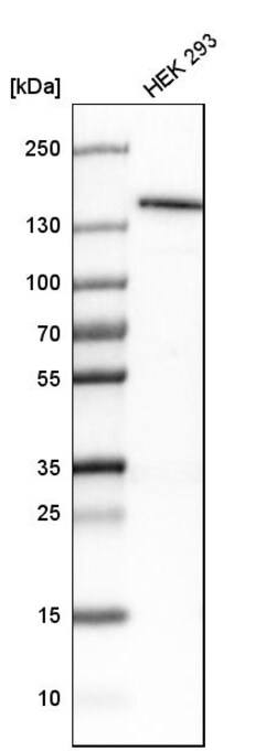 Invitrogen JMJD2A Polyclonal Antibody 100 &mu;L | Buy Online | Invitrogen&trade; | Fisher Scientific