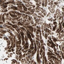 IDH2 Polyclonal Antibody, Invitrogen 100 &mu;L | Buy Online | Thermo Scientific | Fisher Scientific