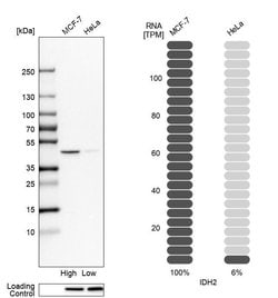 IDH2 Polyclonal Antibody, Invitrogen 100 &mu;L | Buy Online | Thermo Scientific | Fisher Scientific