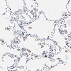 CLEC4A Polyclonal Antibody:Antibodies, Polyclonal