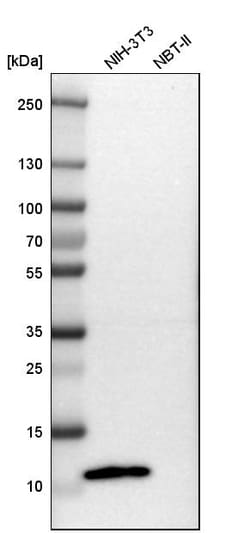 Invitrogen S100A4 Polyclonal Antibody 100 &mu;L; Unconjugated:Anticuerpos