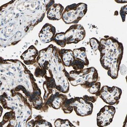 RAP Polyclonal Antibody:Antibodies, Polyclonal