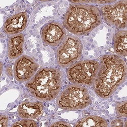 CLIC4 Polyclonal Antibody:Antibodies, Polyclonal