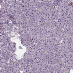 CLIC4 Polyclonal Antibody:Antibodies, Polyclonal