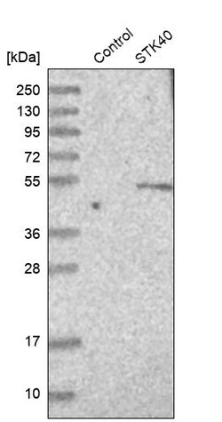 Invitrogen STK40 Polyclonal Antibody 100 &mu;L; Unconjugated:Antibodies,
