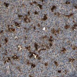 Invitrogen GM2A Polyclonal Antibody 100 &mu;L; Unconjugated:Antibodies,