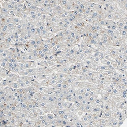 Invitrogen EphB3 Polyclonal Antibody 100 &mu;L; Unconjugated:Antibodies,
