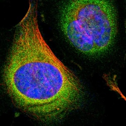 Invitrogen OXSR1 Polyclonal Antibody 100 &mu;L; Unconjugated:Antibodies,