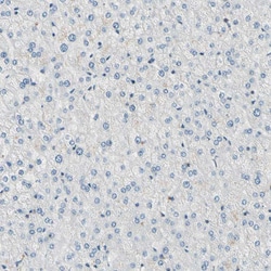 Invitrogen OXSR1 Polyclonal Antibody 100 &mu;L; Unconjugated:Antibodies,