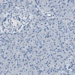Invitrogen MUC5B Polyclonal Antibody 100 &mu;L; Unconjugated:Antibodies,
