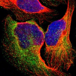 Invitrogen EPS15 Polyclonal Antibody 100 &mu;L; Unconjugated:Antibodies,