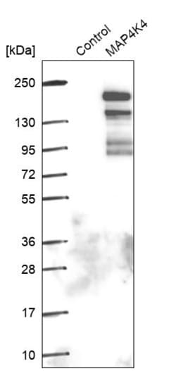 Invitrogen HGK Polyclonal Antibody 100 &mu;L | Buy Online | Invitrogen&trade; | Fisher Scientific