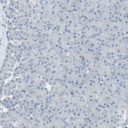 Invitrogen CACNA2D1 Polyclonal Antibody 100 &mu;L; Unconjugated:Antibodies,
