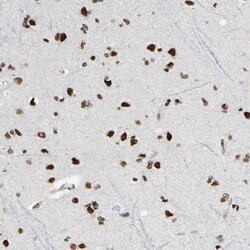 Invitrogen SUFU Polyclonal Antibody 100 &mu;L; Unconjugated:Antibodies,