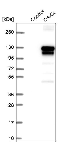Invitrogen DAXX Polyclonal Antibody 100 &mu;L; Unconjugated:Antibodies,