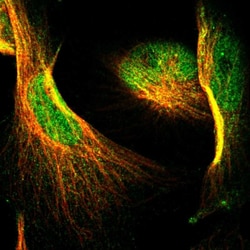 Invitrogen NFATC2 Polyclonal Antibody 100 &mu;L; Unconjugated:Antibodies,