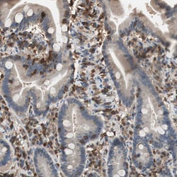 Invitrogen NFATC2 Polyclonal Antibody 100 &mu;L; Unconjugated:Antibodies,