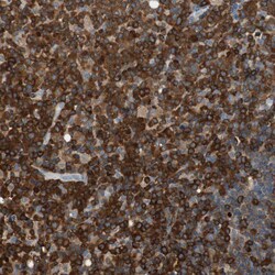 Invitrogen NFATC2 Polyclonal Antibody 100 &mu;L; Unconjugated:Antibodies,