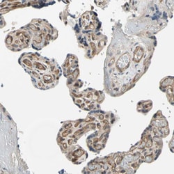 Invitrogen Ephrin B2 Polyclonal Antibody 100 &mu;L; Unconjugated:Antibodies,