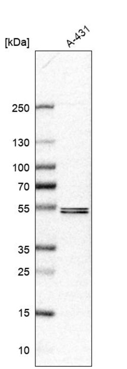 Invitrogen SOX7 Polyclonal Antibody 100 &mu;L; Unconjugated:Antibodies,