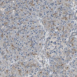 Invitrogen B7-H3 Polyclonal Antibody 100 &mu;L; Unconjugated:Antibodies,