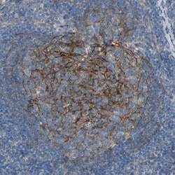 Invitrogen B7-H3 Polyclonal Antibody 100 &mu;L | Buy Online | Invitrogen&trade; | Fisher Scientific
