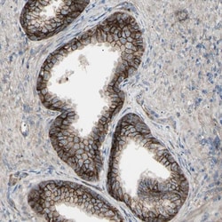 Invitrogen B7-H3 Polyclonal Antibody 100 &mu;L; Unconjugated:Antibodies,