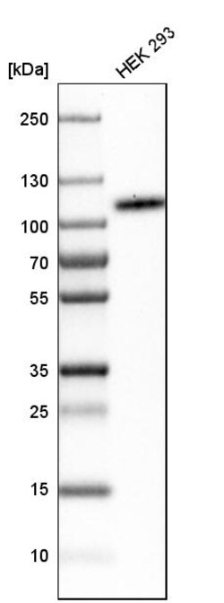 Invitrogen B7-H3 Polyclonal Antibody 100 &mu;L | Buy Online | Invitrogen&trade; | Fisher Scientific