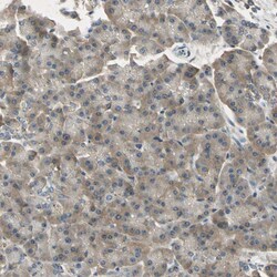 Invitrogen RPS6KB2 Polyclonal Antibody 100 &mu;L; Unconjugated:Antibodies,