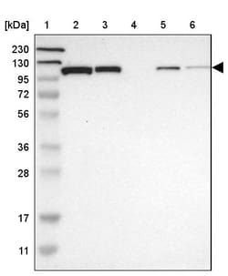 Invitrogen HSPA4 Polyclonal Antibody 100 &mu;L; Unconjugated:Antibodies,