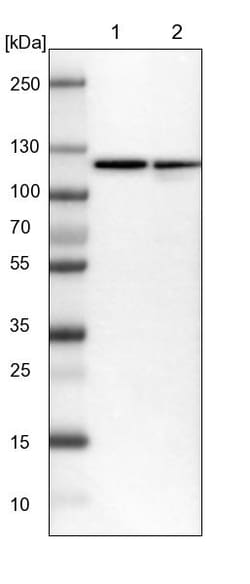 Invitrogen HSPA4 Polyclonal Antibody 100 &mu;L; Unconjugated:Antibodies,