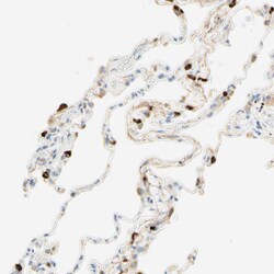 Invitrogen CD63 Polyclonal Antibody 100 &mu;L; Unconjugated:Antibodies,