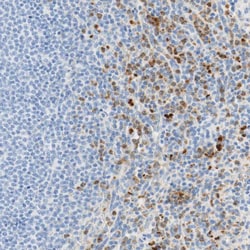 Invitrogen CD63 Polyclonal Antibody 100 &mu;L; Unconjugated:Antibodies,