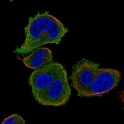 Invitrogen SAMSN1 Polyclonal Antibody 100 &mu;L; Unconjugated:Antibodies,