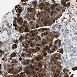 Invitrogen NCBP2L Polyclonal Antibody 100 &mu;L; Unconjugated:Antibodies,
