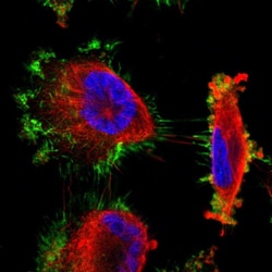 Invitrogen Moesin Polyclonal Antibody 100 &mu;L; Unconjugated:Antibodies,