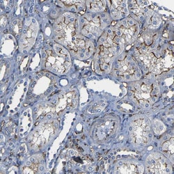 Invitrogen Moesin Polyclonal Antibody 100 &mu;L; Unconjugated:Antibodies,
