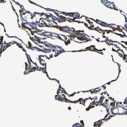 Invitrogen Moesin Polyclonal Antibody 100 &mu;L; Unconjugated:Antibodies,
